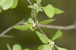 Yellowleaf hawthorn